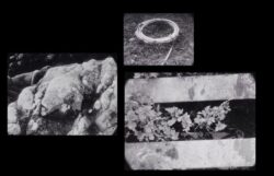 3 black and white images showing: some mossy rocks, a coiled hose on the grass, some nettles growing through a fence.